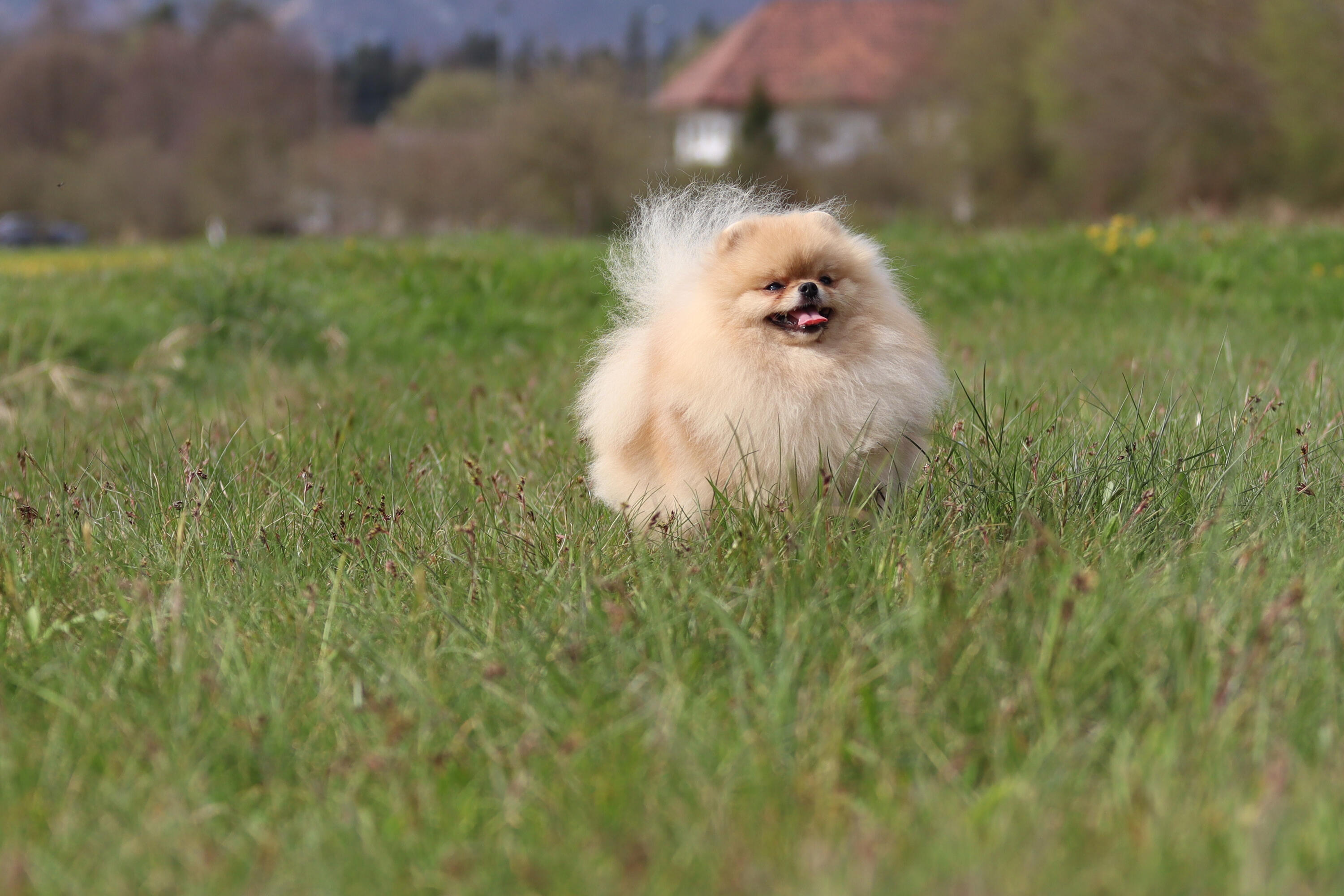 Pomeranian dog portrait Switzerland Cream Pomeranian dog portrait in Switzerland