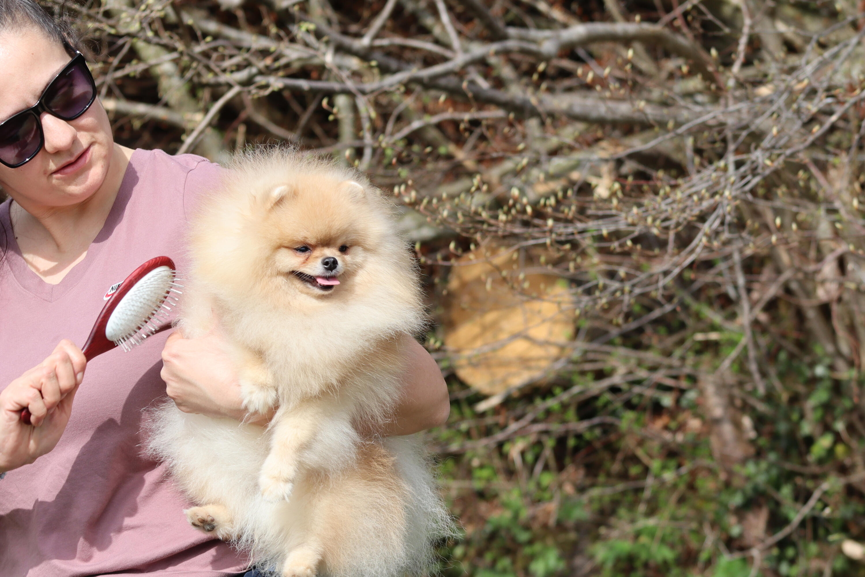 Dog Photography Services in Switzerland Professional dog photography services featuring a Pomeranian in Switzerland