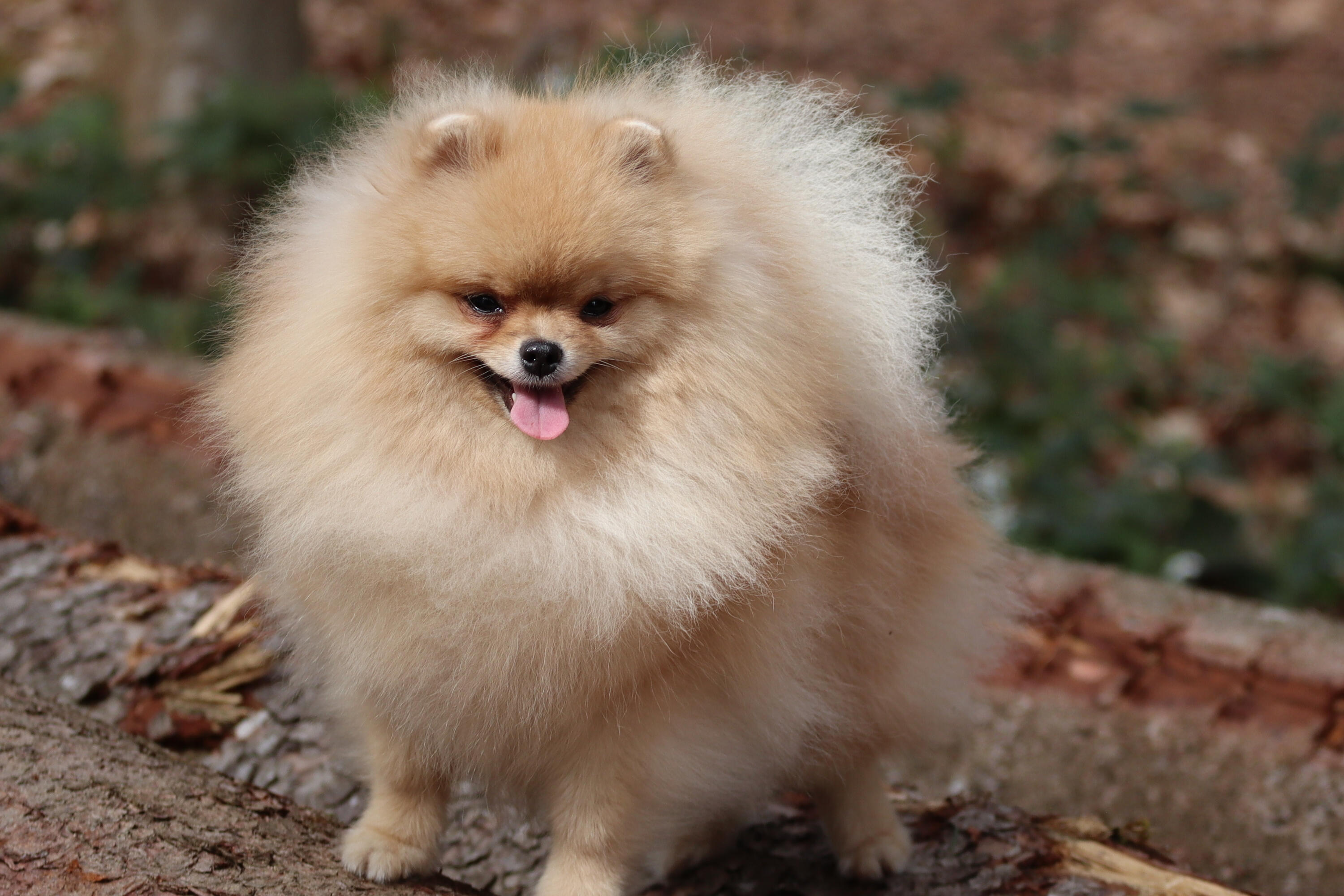 Dog photography services Switzerland Professional dog photography services Switzerland